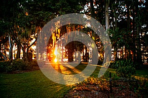 A Spanish Moss Sunset