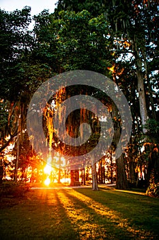 A Spanish Moss Sunset