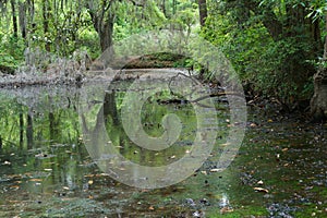 Spanish Moss Swamp