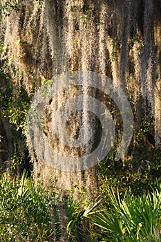 Spanish Moss (Tillandsia usneoides)