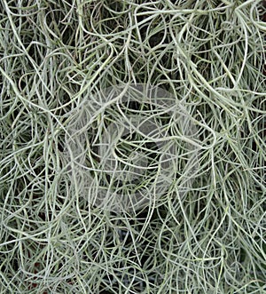 Spanish moss (Tillandsia usneoides)