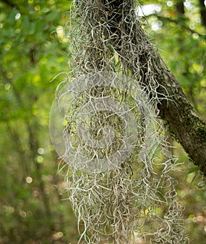 Spanish moss (Tillandsia usneoides)