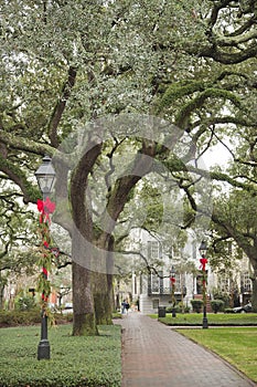 Spanish moss Tillandsia usneoides on crooked live oak trees in Savannah, Georgia, USA