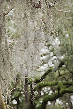 Spanish moss Tillandsia usneoides on crooked live oak trees in Savannah, Georgia, USA