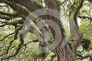 Spanish moss Tillandsia usneoides on crooked live oak trees in Savannah, Georgia, USA