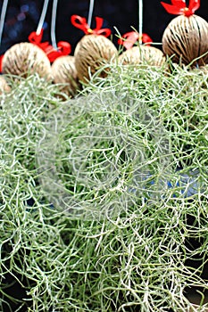 Spanish moss (Tillandsia usneoides)