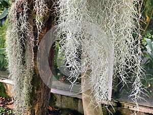 Spanish moss Tillandsia usneoides, Greisenbart, Feenhaar, Cabello de hadas, Louisianamoos oder Spanisches Moos