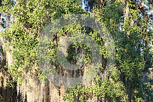 Spanish Moss Tillandsia usneoides