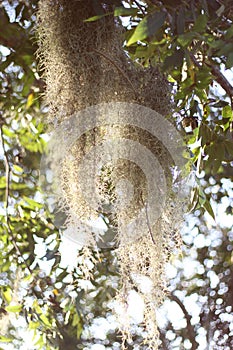 Spanish moss -Tillandsia usneoides- hanging from tree branch with bright sunlight