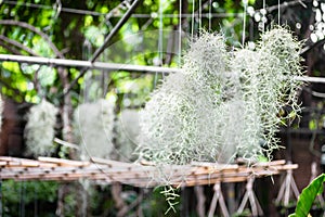 Spanish moss or Tillandsia usneoides hanging in tropical green garden. Gardening decoration Spanish moss grow in the air, soilless