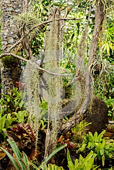 Spanish moss or Tillandsia usneoides suitable for plant without soil and hang on timber