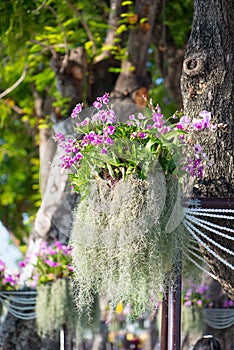 Spanish moss or Tillandsia usneoides on tree