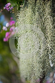 Spanish moss or Tillandsia usneoides on tree
