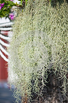 Spanish moss or Tillandsia usneoides on tree