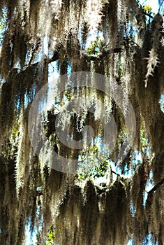 Spanish moss tree 02