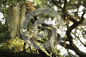 Spanish moss in tree