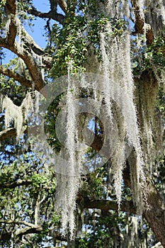 Spanish moss in tree