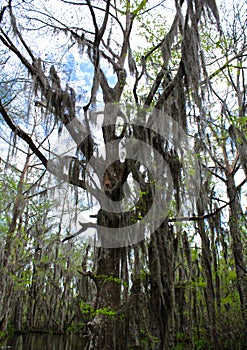 Spanish moss trees