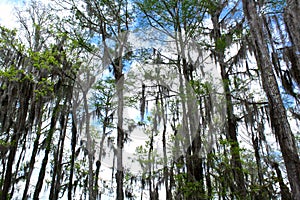 Spanish moss trees