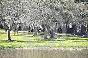 Spanish moss in trees at the Jungle Garden