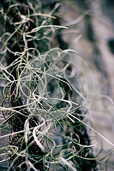 Spanish moss on wall