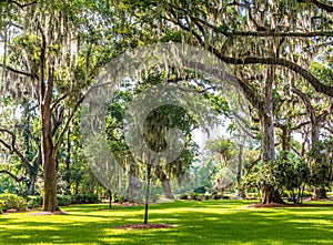 Spanish Moss on Young and Old Trees