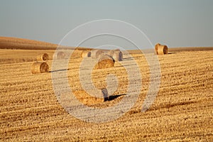 Spanish-spanish mowed field of Spain with straw collected in bales photo