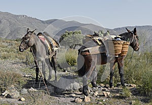 Spanish mules