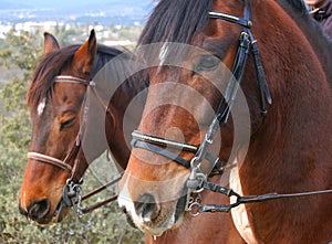 Spanish Mustang