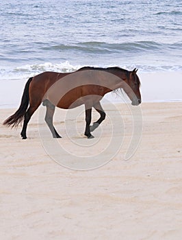 Spanish Mustang on the beach Corolla North Carolina 1