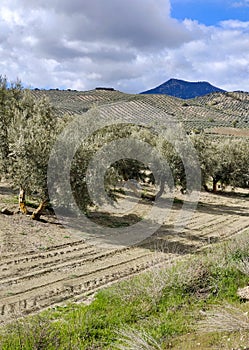 Spanish olive trees