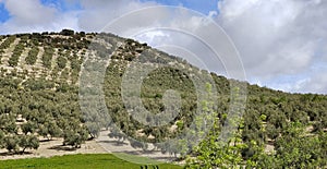 Spanish olive trees