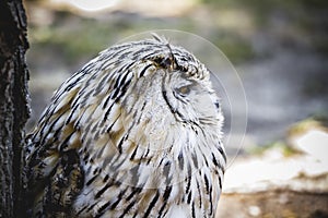 Spanish owl in a medieval fair raptors