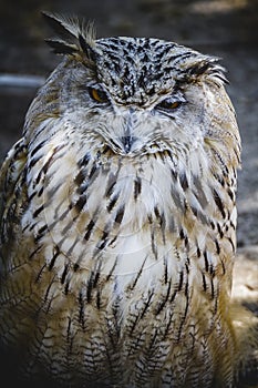 Spanish owl in a medieval fair raptors