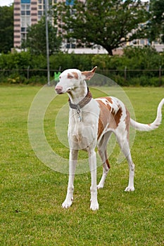 Spanish Podenco