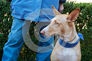 Spanish Podenco with owner