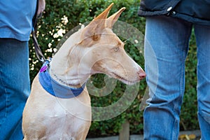 Spanish Podenco with owner