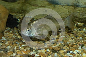 Iberian chub. Squalius pyrenaicus.