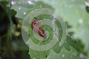 Spanish slug on leaf close-up