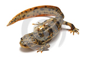 Spanish ribbed newt (Pleurodeles waltl) photo