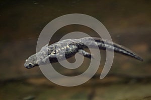 Spanish ribbed newt Pleurodeles waltl.