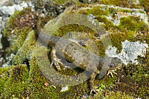 Spanish ribbed newt Pleurodeles waltl photo
