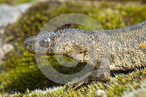 Spanish ribbed newt Pleurodeles waltl