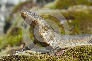 Spanish ribbed newt Pleurodeles waltl photo
