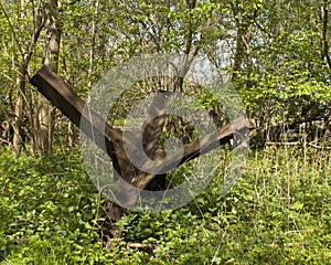 Spanish rider from world war two