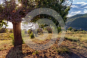 Spanish rural landscape with chestnuts fallen under chestnut tree.