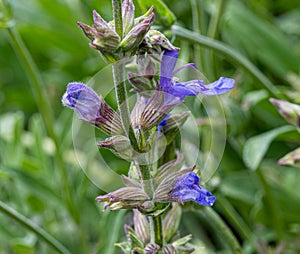 Spanish sage Salvia lavandulifolia Vahl is a subshrub native to Spain and southern France. Botanical garden kit Karlsruhe, Baden