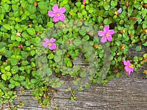 Spanish Shawl, also called Trailing Dwarf Tibouchina, in pink pu