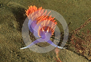 Spanish Shawl nudibranch, santa catalina island, los angeles photo