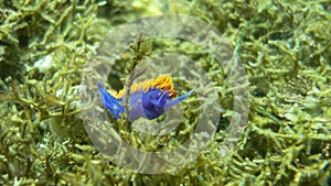 Spanish Shawl off the coast of California